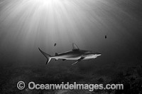 Caribbean Reef Shark (Carcharhinus perezi). Found in the tropical western Atlantic Ocean, from Florida to Brazil. Photo taken in Bahamas, Caribbean Sea. Atlantic Ocean.