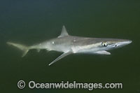 Atlantic Sharpnose Shark (Rhizoprionodon terraenovae). Mississippi Barrier Islands, Gulf of Mexico, Atlantic Ocean, USA.