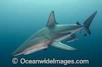 Blacktip Shark (Carcharhinus limbatus). Also known as Black Whaler. Found in coastal tropical and sub-tropical waters around the world, including brackish habitats. Photo taken at Aliwal Shoal, Umkomaas, South Africa, Indian Ocean.