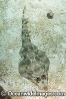 Gorgona Guitarfish (Rhinobatos prahli), Coiba, Panama, Eastern Pacific.