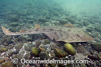 Shovelnose Ray (Rhinobatos productus). Also known as Shovelnose Guitarfish. San Diego, California, eastern Pacific Ocean.