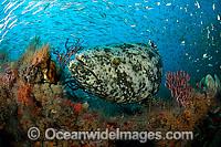Atlantic Goliath Grouper (Epinephelus itajara), surrounded by schooling Sardines. This Grouper is protected and listed as a threatened species. Photo taken at Jupiter, Florida, USA
