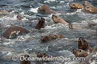 Steller Sea Lions (Eumetopias jubatus), playing in the shallows. Also known as Northern Sea Lion and Stellar Sea Lion. Photo taken at an island north of Vancouver Island, British Columbia, Canada. Classified as Endangered Species on the IUCN Red List.