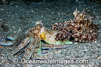 Common Octopus (Octopus vulgaris), mating in the Lake Worth Lagoon, Singer Island, Florida, USA.