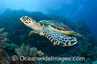 Hawksbill Sea Turtle (Eretmochelys imbricata). Found in tropical and warm temperate seas worldwide. Photo taken Komodo Island, Indonesia. Rare. Classified Critically Endangered species on the IUCN Red List.