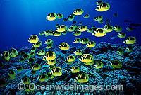 Schooling Raccoon Butterflyfish (Chaetodon lunula). Found throughout the Indo-West Pacific. Photo taken off Hawaii.