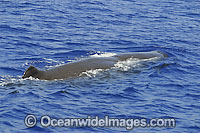 Sperm Whale (Physeter macrocephalus) on the surface. Found in all oceans of the world, prefering ice-free waters. Photo taken off Hawaii, USA. Classified as Vulnerable on the IUCN Red List.