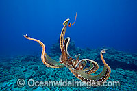 Day Octopus (Octopus cyanea), swimming in mid water. Photo taken off Hawaii, USA
