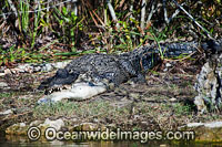 American Alligator (Alligator mississippiensis), holding a fish in its mouth on a river bank situated in Everglades National Park, Florida, USA.