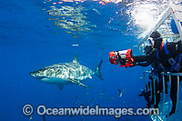 Divers in a cage get a close look at a Great White Shark (Carcharodon carcharias). Also known as Great White, White Pointer, White Shark & White Death. Guadalupe Island, Mexico.