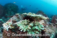 Mass Coral Bleaching (Pocillopora sp.) at the Solitary Islands Marine Sanctuary, Coffs Harbour, New South Wales, Australia. Photo taken March 25, 2016.