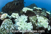 Mass Coral Bleaching (Pocillopora sp.) at the Solitary Islands Marine Sanctuary, Coffs Harbour, New South Wales, Australia. Photo taken March 25, 2016.