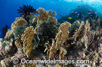 Branching Fire Coral (Millepora sp.). Also known as Stinging Coral. Kimbe Bay, Papua New Guinea