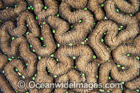 Brain Coral (possibly: Leptoria sp.) - showing detail. Found throughout the Indo-West Pacific, including the Great Barrier Reef, Australia.