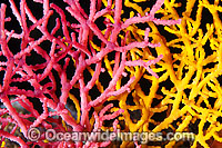 Sea Fan Coral (Acabaria sp.). Found throughout the Indo-West Pacific, including the Great Barrier Reef, Australia. Photo taken off Anilao, Philippines. Within the Coral Triangle.