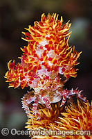 Candy Crab (Hoplophrys oatesii), decorated in Soft Coral. Also known as Soft Coral or Dendronephthya Crab. Found throughout the Indo-West Pacific. Photo taken off Anilao, Philippines. Within the Coral Triangle.