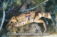 Red Swimmer Crab (Nectocarcinus tuberculosus). Found on exposed reefs from Albany, Western Australia, to Sydney, New South Wales. Photo taken at Edithburgh, York Peninsula, South Australia, Australia.