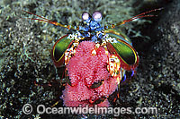 Mantis Shrimp (Odontodactylus scyallarus) - female carrying egg mass. Found on sand and rubble throughout the Indo-Pacific. Photo taken Lembeh Strait, Sulawesi, Indonesia