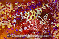 Commensal Sea Urchin Shrimp (Periclimenes colemani), male and female on venomous Fire Urchin (Asthenosoma varium). Found throughout the Indo Pacific, including the Great Barrier Reef, Australia.