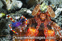 Boxer Shimp (Stenopus tenuirostris), sharing the same burrow with a Spearing Mantis Shrimp (Lysiosquillina sp.). Found throughout the Indo-Pacific. Photo was taken at Milne Bay, Papua New Guinea. Within Coral Triangle.