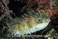 Rounded Porcupinefish (Cyclichthys orbicularis), inflated. Also known as Short-finned Porcupinefish. Found throughout the Ino-West Pacific, including the Great Barrier Reef, Australia. Photo taken at Tulamben, Bali, Indonesia