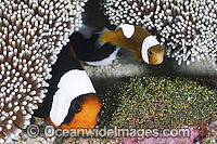 Panda Clownfish (Amphiprion polymnus), adult and juvenile with eggs. Also known as Saddleback Anemonefish. Found in association with sea anemones throughout the Indo-West Pacific, with geographical colour variations. Anilao, Philippines. Coral Triangle.