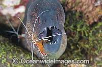 Cleaner Shrimp (Lysmata amboinensis), cleaning a Yellow-edged Moray (Gymnothorax flavimarginatus). Found throughout the Indo-West Pacific, including the Great Barrier Reef, Australia. Photo taken at Tulamben, Bali, Indonesia. Within Coral Triangle.