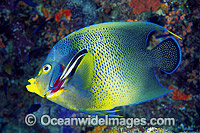 Blue-streak Cleaner Wrasse (Labroides dimidiatus) cleaning the gills of a Blue-face Angelfish (Pomacanthus semicirculatus) - also known as Semicircle Angelfish. Great Barrier Reef, Queensland, Australia