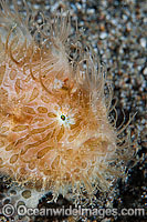 Striped Frogfish (Antennarius striatus). Also known as Hairy Frogfish, Striped Anglerfish and Hairy Anglerfish. Found throughout the Indo-West Pacific and Atlantic. Photo taken off Anilao, Philippines. Within the Coral Triangle.