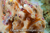 Giant Frogfish (Antennarius commersoni). Also known as Giant Anglerfish. Found throughout the Indo-West Pacific. Photo taken off Anilao, Philippines. Within the Coral Triangle.