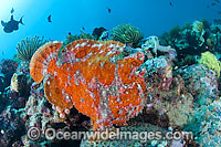 Giant Frogfish (Antennarius commersoni), mimicking a Sea Sponge. Also known as Giant Anglerfish. This species is highly variable in colour. Found throughout the Indo-West Pacific. Photo taken off Anilao, Philippines. Within the Coral Triangle.