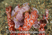 Giant Frogfish (Antennarius commersoni) on sponge. Also known as Giant Anglerfish. Found throughout the Indo-West Pacific. Photo taken off Anilao, Philippines. Within the Coral Triangle.