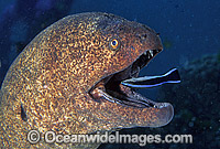 Giant Moray Eel (Gymnothorax javanicus) with Blue-streak Cleaner Wrasse (Labroides dimidiatus). Great Barrier Reef, Queensland, Australia