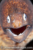 White-eyed Moray Eels (Siderea thyrsoidea). Also known as Freckled Moray Eel. Found throughout the Indo-West Pacific, including the Great Barrier Reef, Australia. Photo taken off Anilao, Philippines. Within the Coral Triangle.