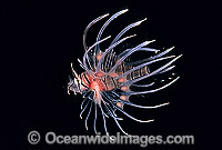 Common Lionfish (Pterois volitans) - juvenile. Size: 20mm. Also known as Firefish. Great Barrier Reef, Queensland, Australia