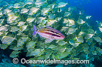 Black-spot Goatfish (Parupeneus signatus) with schooling Tarwhine (Rhabdosargus sarba) also known as Silver Bream. Photo taken at the Solitary Islands, Coffs Harbour, New South Wales, Australia.