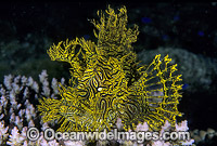 Lacy Scorpionfish (Rhinopias aphanes). Also known as Weedy Scorpionfish and Merlot Scorpionfish. Great Barrier Reef, Queensland, Australia