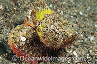 False Stonefish (Scorpaenopsis diabolus), misspelling (Scorpaenopsis diabola). Often mistaken for a Stonefish, due to the rock-like appearance of this species. Found throughout the Indo-West Pacific, including the Great Barrier Reef, Queensland, Australia