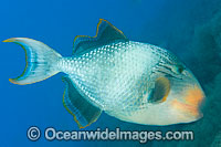 Yellow-margin Triggerfish (Pseudobalistes flavimarginatus), blowing sand in search of food. Found throughout the Indo-West Pacific, including the Great Barrier Reef, Australia. Photo taken at Tulamben, Bali, Indonesia. Within the Coral Triangle.