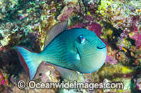 Gilded Triggerfish (Xanthichthys auromarginatus), female. Found at Mauritius to Hawaii, and New Calendonia to Ryukyu Islands. Photo taken at Christmas Island, Australia.