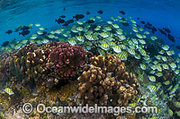 Schooling Convict Surgeonfish (Acanthurus triostegus). Found throughout the Indo-West Pacific, including the Great Barrier Reef, Australia. Photo taken at Christmas Island, Australia.