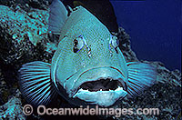 Coral Trout (Plectropomus leopardus). Also known as Leopard Cod. Inhabits tropical coral reefs. Great Barrier Reef, Queensland, Australia and also found throughout most of South East Asia.