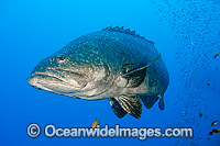 Queensland Groper (Epinephelus lanceolatus), size: 220cm. Also known as Queensland Grouper and Giant Grouper. Throughout Indo-West Pacific. Photo taken on SS Yongala shipwreck, Great Barrier Reef, Qld, Australia. Classified Vulnerable on IUCN Red List.