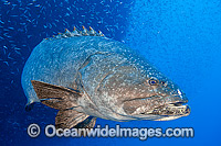 Queensland Groper (Epinephelus lanceolatus), size: 220cm. Also known as Queensland Grouper and Giant Grouper. Throughout Indo-West Pacific. Photo taken on SS Yongala shipwreck, Great Barrier Reef, Qld, Australia. Classified Vulnerable on IUCN Red List.