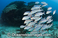 Hussar Snapper (Lutjanus adetii). Found throughout the Great Barrier Reef and New Caledonia. Photo taken at Heron Island, Great Barrier Reef, Australia.