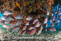 Hussar Snapper (Lutjanus adetii). Found throughout the Great Barrier Reef and New Caledonia. Photo taken at Heron Island, Great Barrier Reef, Australia.