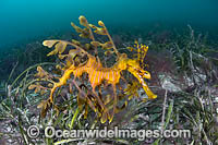 Leafy Seadragon (Phycodurus eques). Found from Lancelin, WA, to Wilsons Promontory, Vic, but mostly sighted in SA waters and southern WA waters. Photo taken at York Peninsula, South Australia. Endemic to Australia.