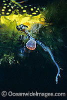 Weedy Seadragon (Phyllopteryx taeniolatus) - newborn hatchling with egg yolk still attached. Western Port Bay, Victoria, Australia