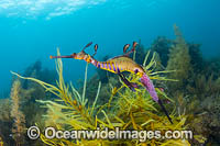 Weedy Seadragon (Phyllopteryx taeniolatus), male with eggs. Found in temperate coastal waters of Australia, from Geraldton, WA, to Port Stephens, NSW, and around Tas. Photo taken in Western Port Bay, Victoria, Australia.