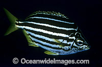 Australian Mado (Atypichthys strigatus). Also known as Stripey, Stripy or Eastern Footballer. Found from southern Queensland to Eastern Tasmania. Photo taken in NSW, Australia.